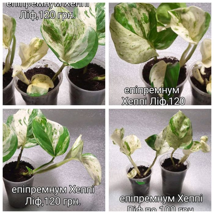 Епіпремнум,сциндапсус,монстера,філодендрон