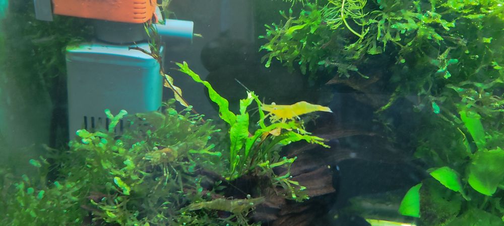 Продам Макробрахіумів