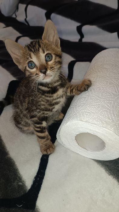 Кошечки бенгалы, бенгал