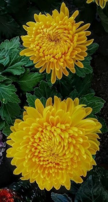 Високорослі хризантеми.