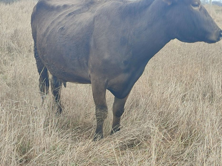 Корова продається