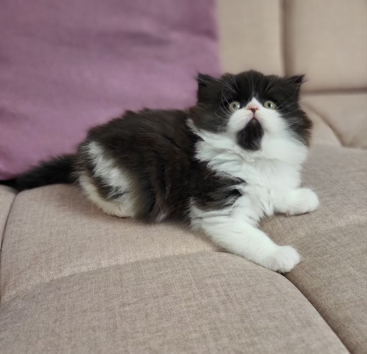 Szkocki prostouchy z rodowodem WCF