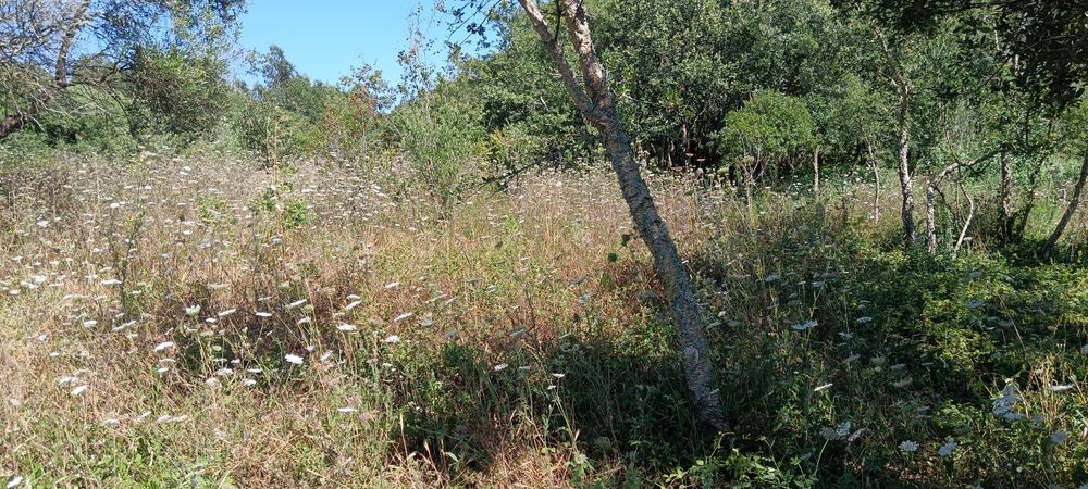 Limpeza de terreno