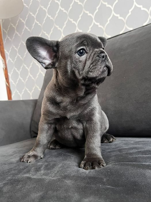 Szczeniak rasy Buldog francuski