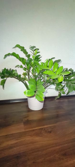 Заміокулькас, кімнатні рослини