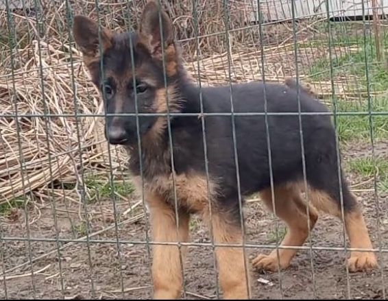 Німецька вівчарочка