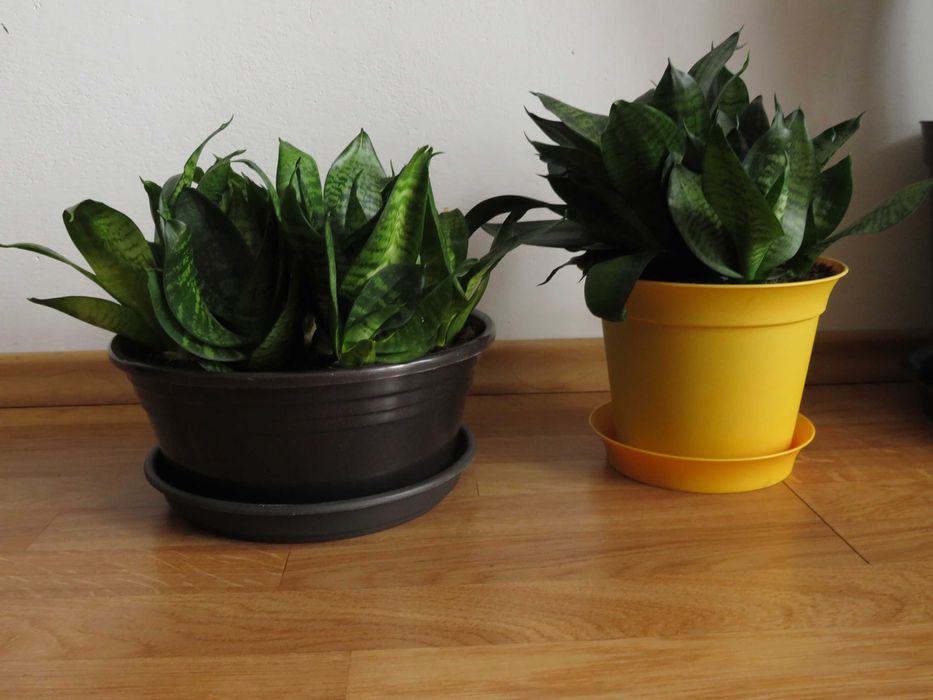 Sansevieria hahnii