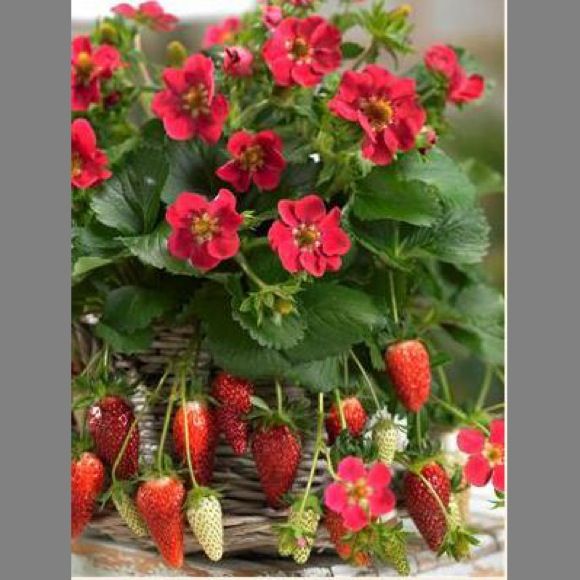 Morangos de Flôr Vermelha - DELICIOSOS Planta De coleção