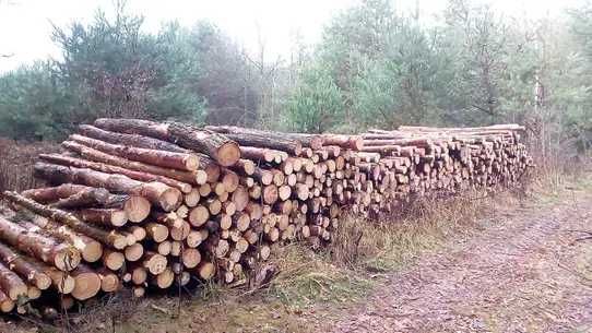 drzewo drewno opałowe - sosna 45 lat