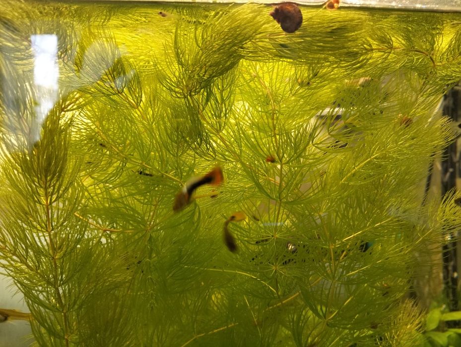 Vendo várias plantas de aquário