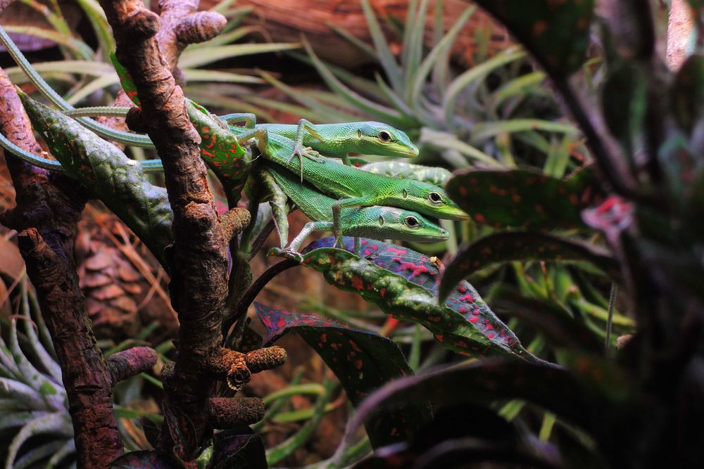 jaszczurka trawiasta, takydromus dorsalis, zielona, dzienna, nie gekon