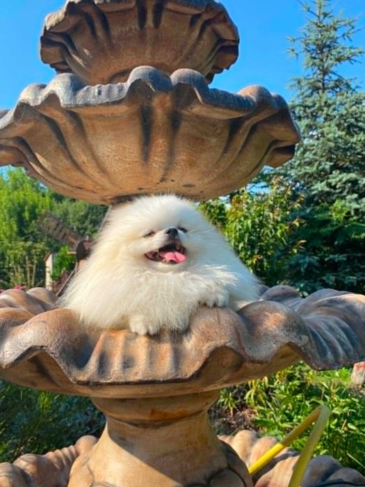 Szpic miniaturowy pomeranian malutki samczyk