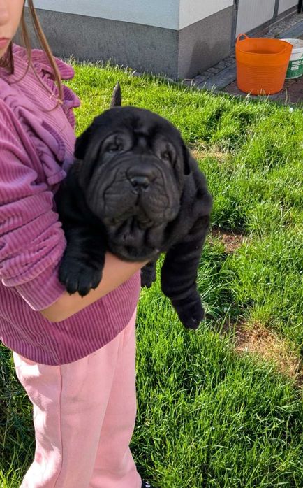 Shar Pei z rodowodem