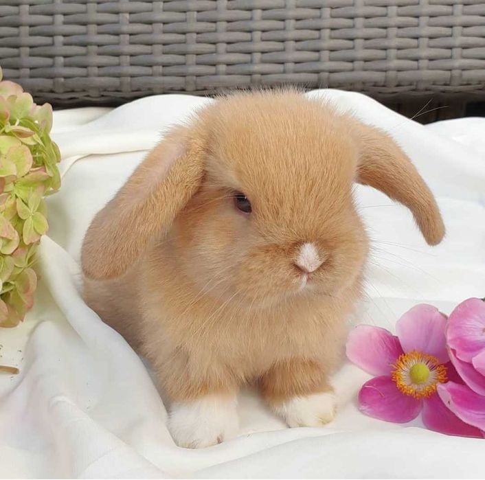 Coelhos anões orelhudos, mini lop super inteligentes e dóceis