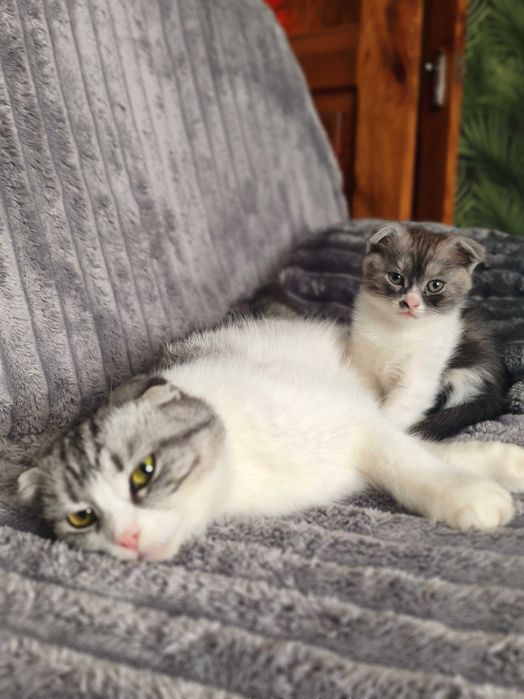 Висловухе кошеня, котик