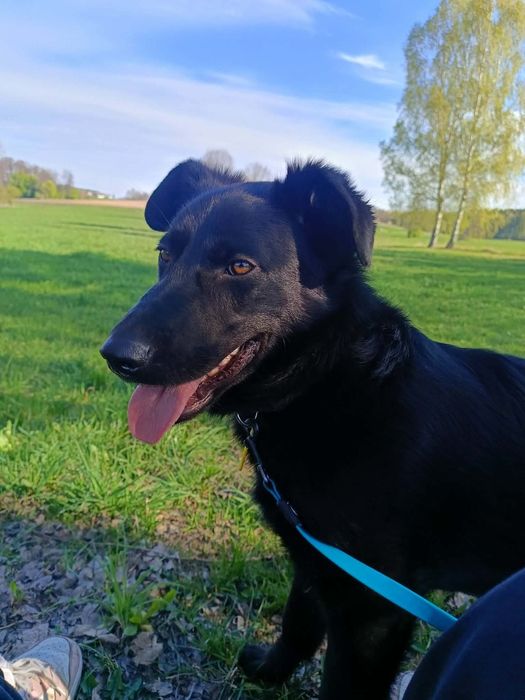 Choco  do adopcji