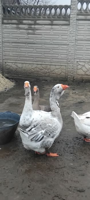 Гуси холмогоры 2000