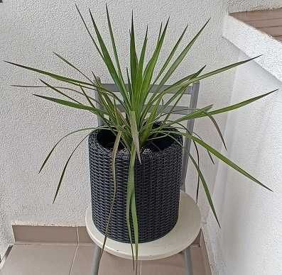 juka gloriosa mrozoodporna, zdrowa