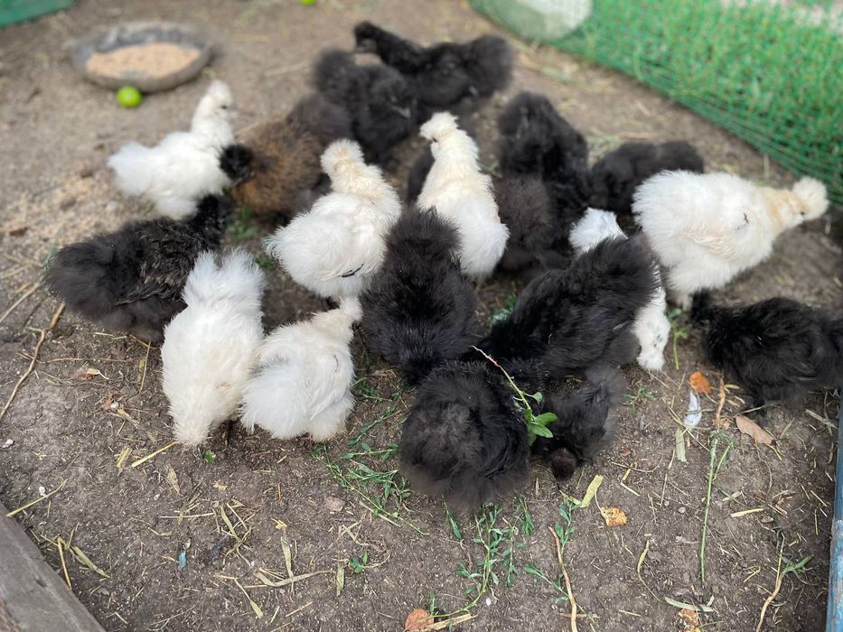 Китайські пухові кури