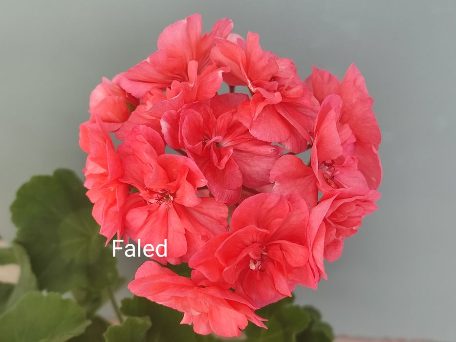 Сортова пеларгонія