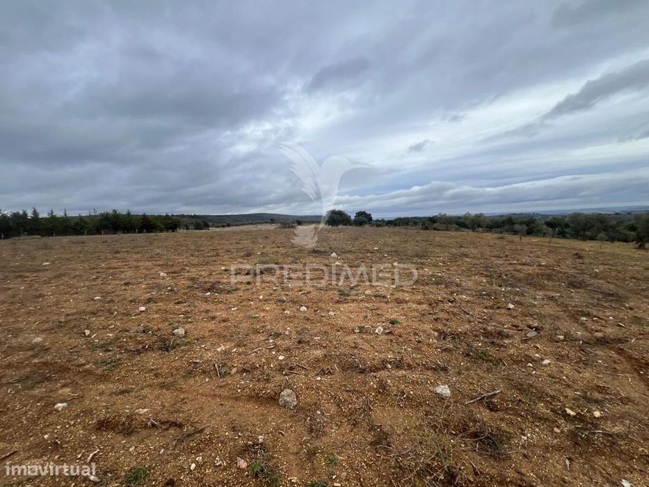 Terreno em Morais com olival e terreno para cultivo