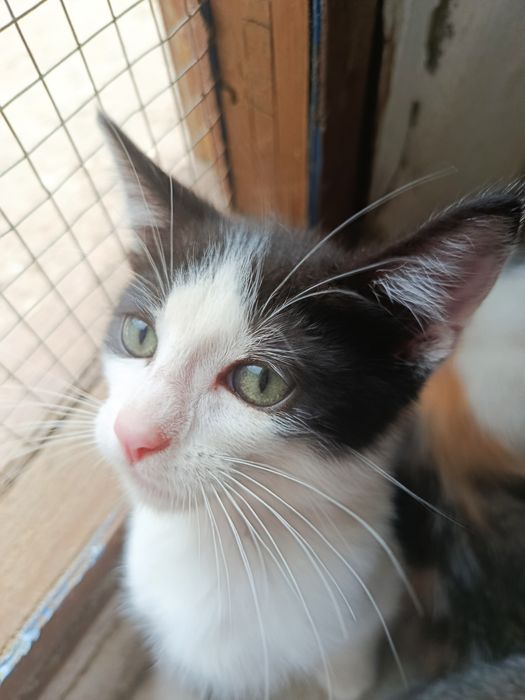 Gatinho bebé para adoção
