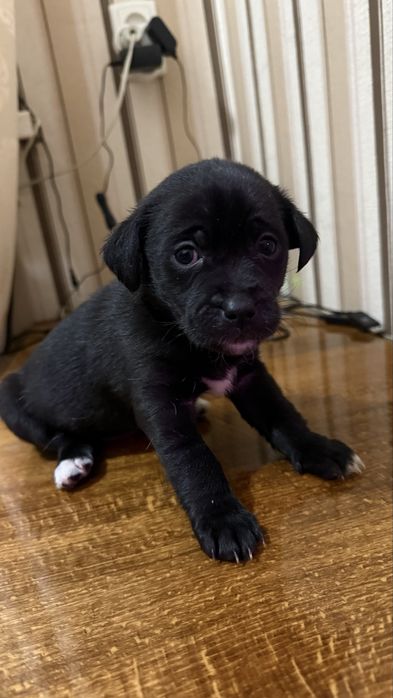 Отдам в хорошие руки (два мальчика и две девочки)