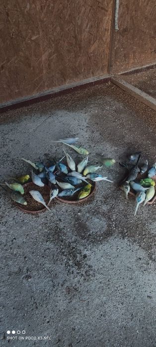 Papugi faliste, falista