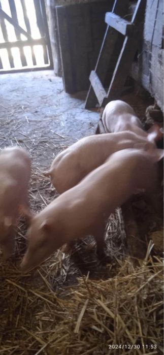 Поросята Макстер