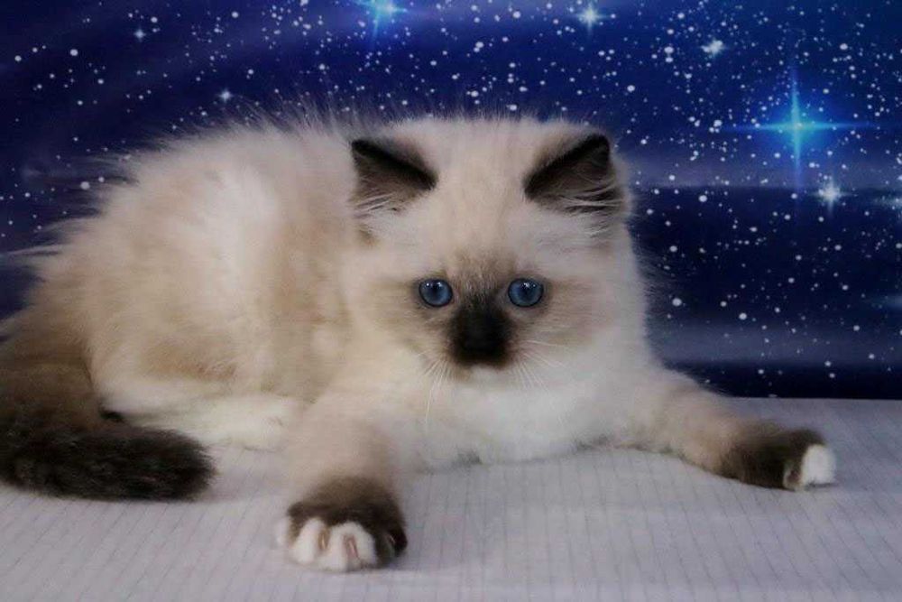 Блакитноокий котик з щепленням та гарними манерами. Порода Регдол