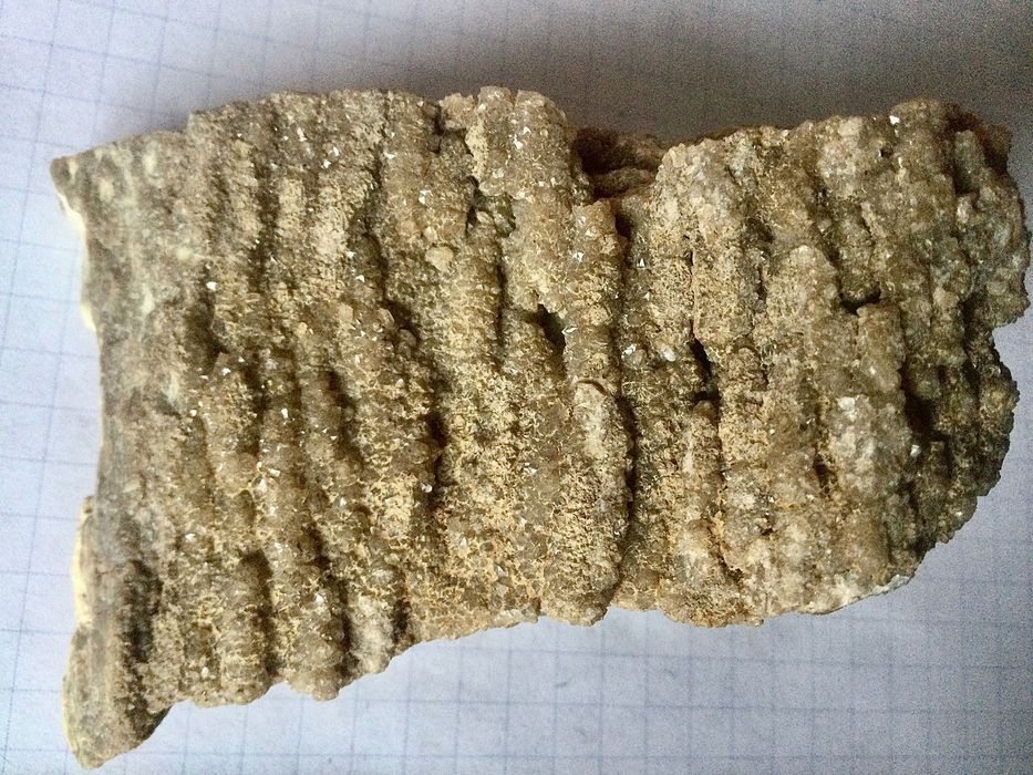 Львовское окаменелое дерево.