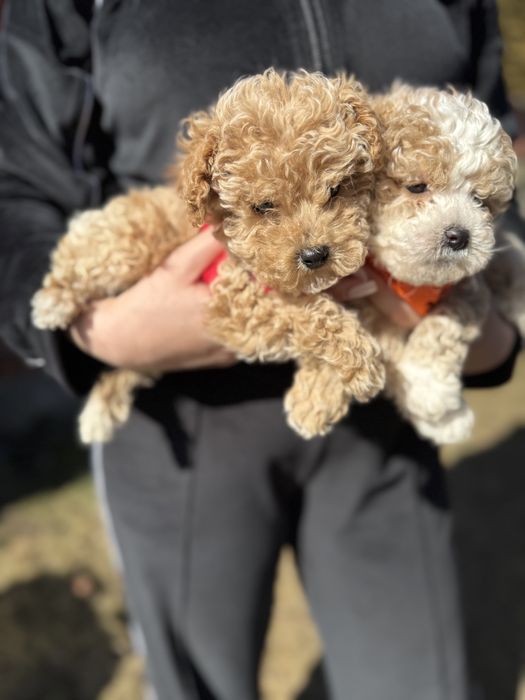 Шикарні мальтипу чіповані