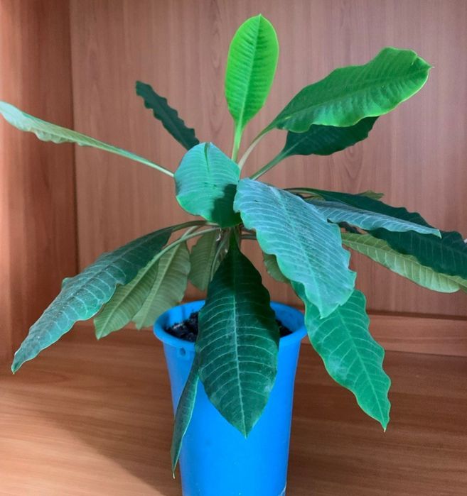 Продам молочай беложильчатый