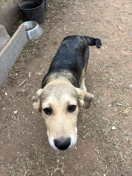 Cachorro com 3 meses