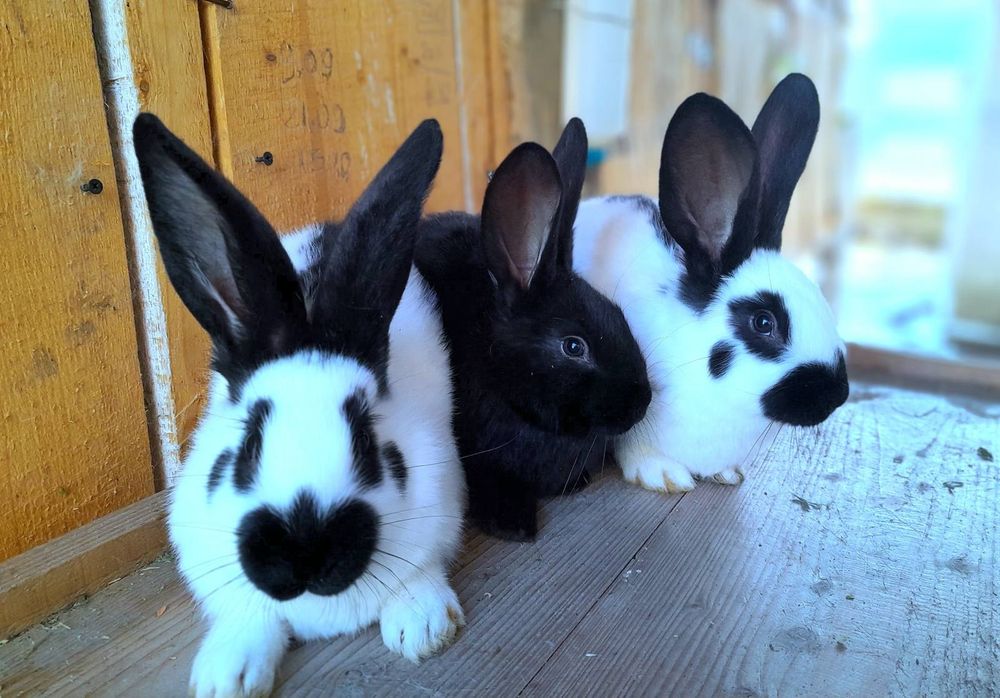 Німецький строкач