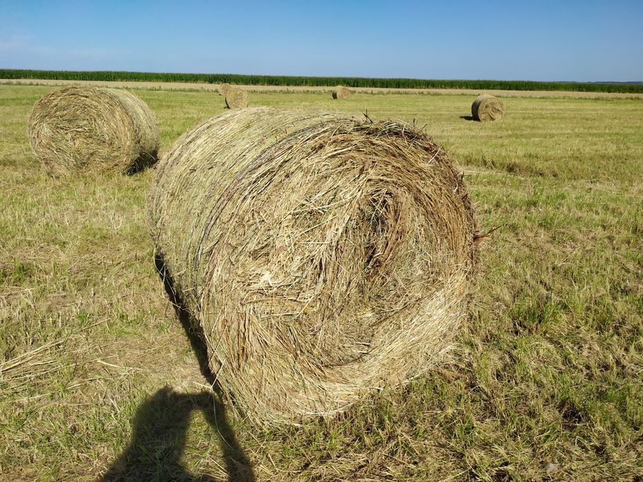 Baloty siana S zbiór 2025