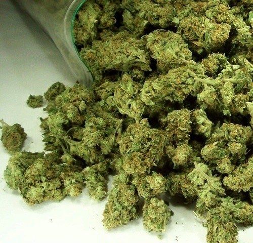 Susz Cbd, Łomża dowóz, konopie indyjskie, marihuana 6-16%