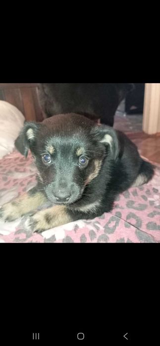 Віддам собачку .