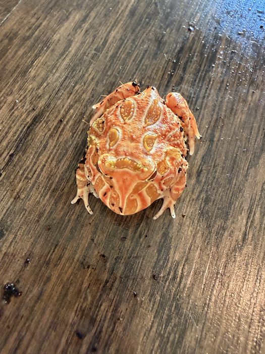 Żaba rogata odmiany strawberry (ceratophrys cranwelli)