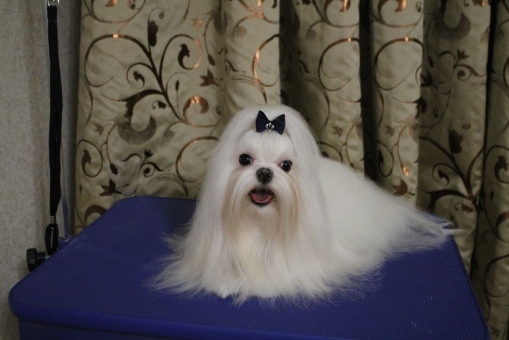 Мальтезе цуценята