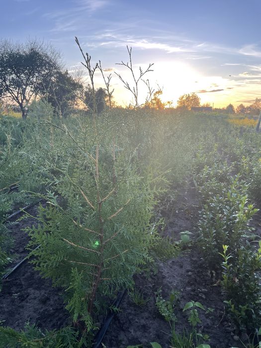 Туя Брабант 60-70 см., самшит,верба Хакуро Нішикі