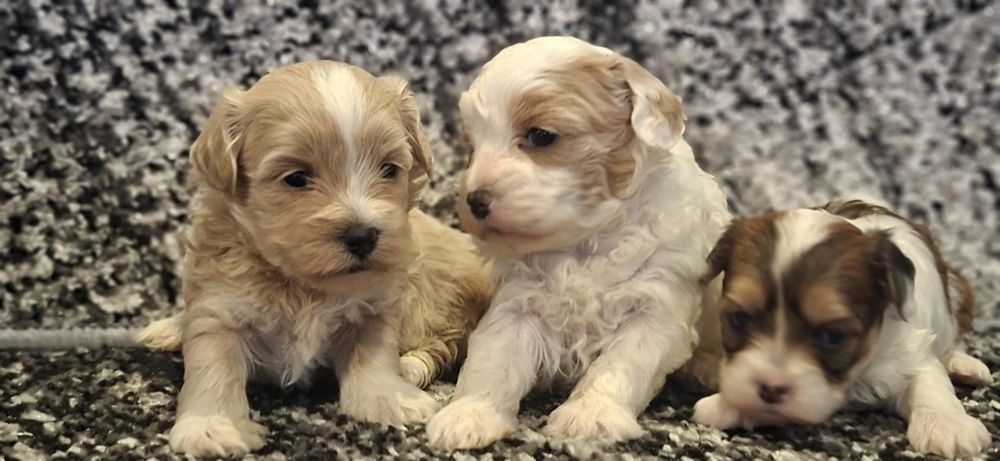 Maltipoo F1 szczenię