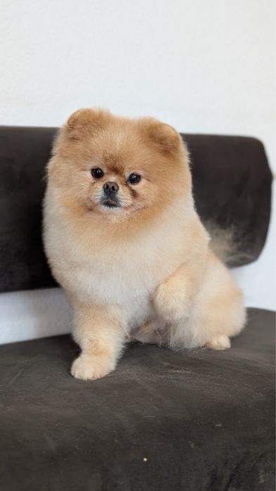 Продам Померанского шпица