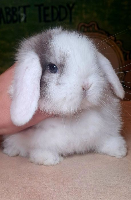 Króliki mini lop Dokumentacja książeczka wyprawka