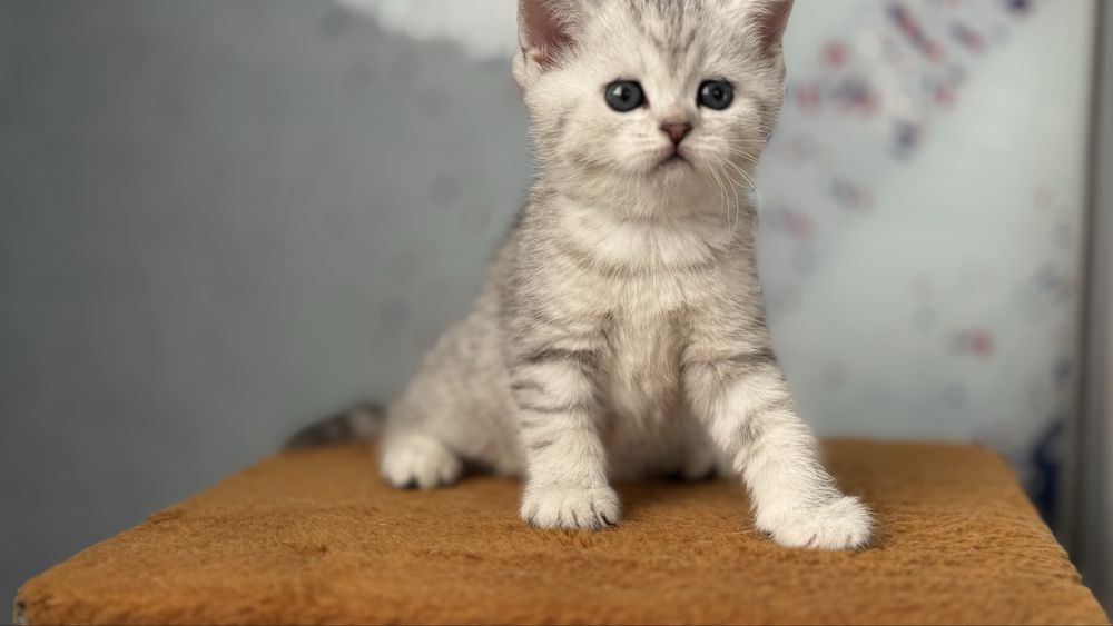 Котята голоба шиншилла, срібна, рижий