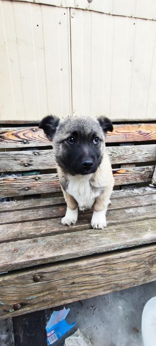 Віддам в добрі руки собачку-хлопчика
