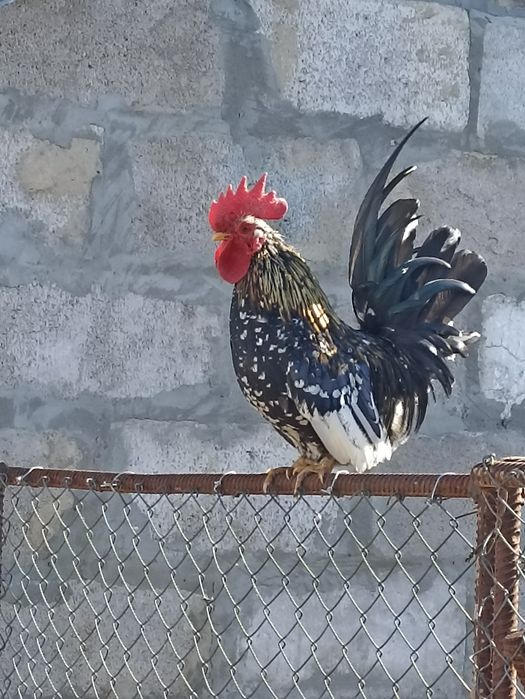 Півник породи шабо