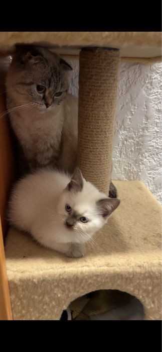 Шотландські кошенята