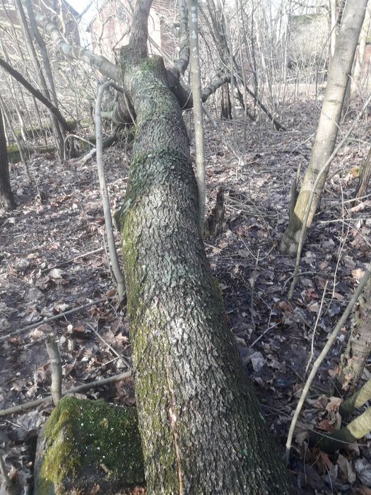 Klody jesionow zciete