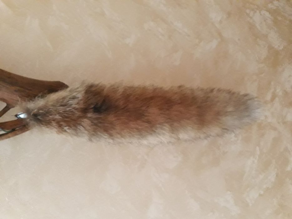 лисячий хвостик
